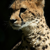 Buy canvas prints of Cheetah by rawshutterbug 