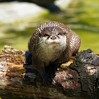 Buy canvas prints of Otter On A Tree Trunk by rawshutterbug 