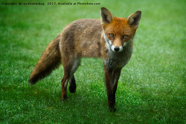 Wild Red Fox Picture Board by rawshutterbug 