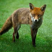 Buy canvas prints of Wild Red Fox by rawshutterbug 