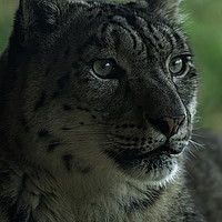 Buy canvas prints of Snow Leopard by rawshutterbug 
