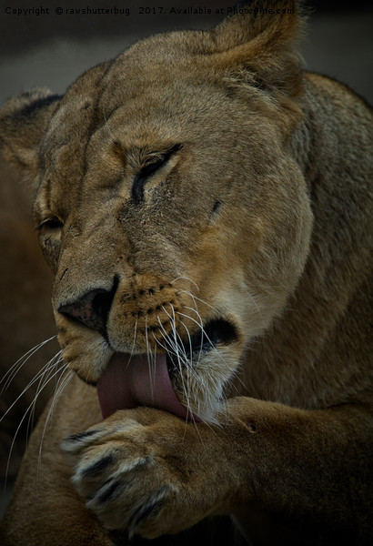 Lioness Licking Her Paw Picture Board by rawshutterbug 