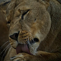 Buy canvas prints of Lioness Licking Her Paw by rawshutterbug 