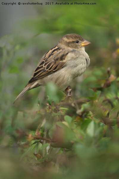 Hedge Sparrow Picture Board by rawshutterbug 
