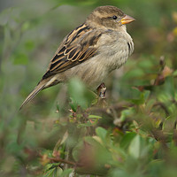 Buy canvas prints of Hedge Sparrow by rawshutterbug 