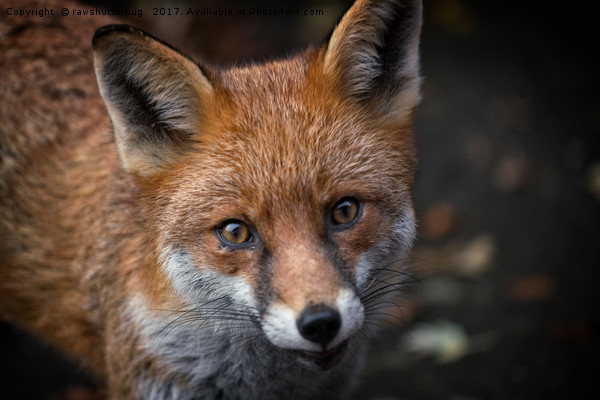 Wild Red Fox Looking At You Picture Board by rawshutterbug 