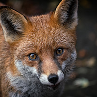 Buy canvas prints of Wild Red Fox Looking At You by rawshutterbug 
