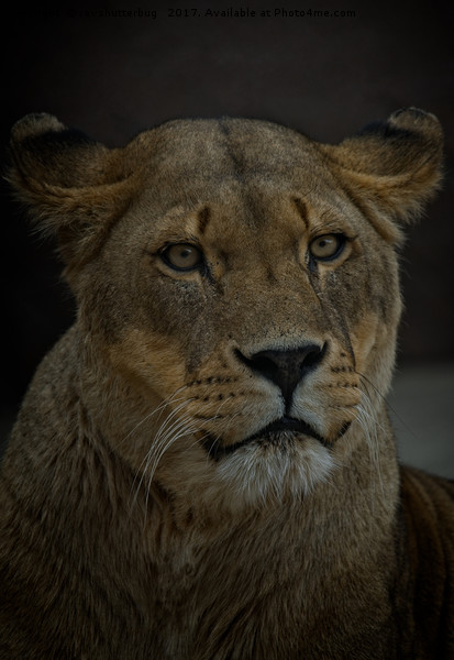Lioness Portrait Picture Board by rawshutterbug 