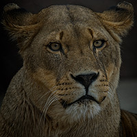 Buy canvas prints of Lioness Portrait by rawshutterbug 