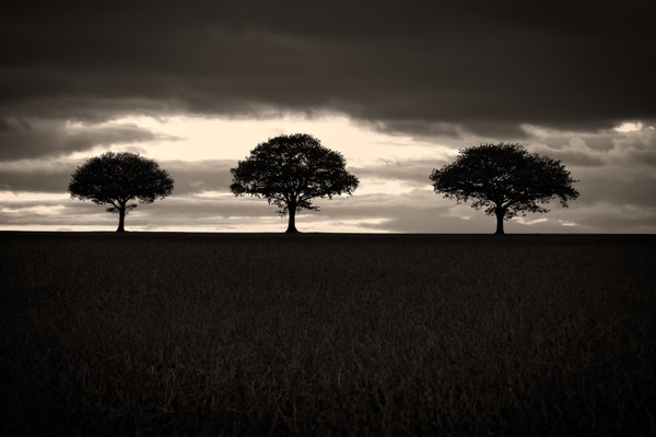 Three Trees In Black And White Picture Board by rawshutterbug 