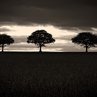 Buy canvas prints of Three Trees In Black And White by rawshutterbug 