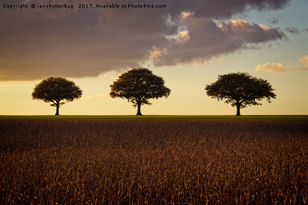 Three Trees At Golden Hour Picture Board by rawshutterbug 
