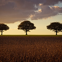 Buy canvas prints of Three Trees At Golden Hour by rawshutterbug 
