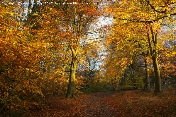 Forest Walk With Dazzling Autumn Colours Picture Board by rawshutterbug 