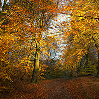 Buy canvas prints of Forest Walk With Dazzling Autumn Colours by rawshutterbug 
