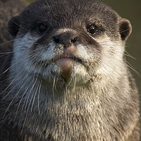 Buy canvas prints of Otter Looking At You by rawshutterbug 