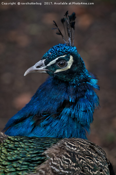 Peacock Portrait Picture Board by rawshutterbug 