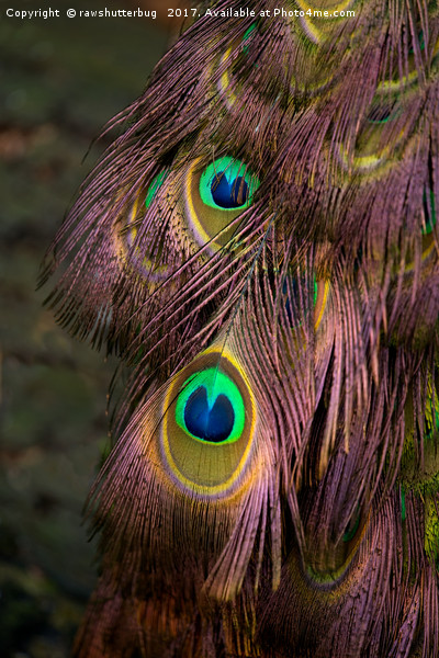 Peacock Feathers Picture Board by rawshutterbug 