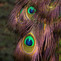 Buy canvas prints of Peacock Feathers by rawshutterbug 