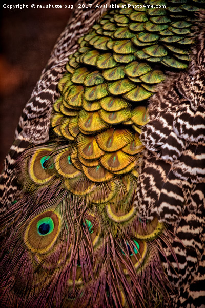 Peacock Tail Feathers Picture Board by rawshutterbug 