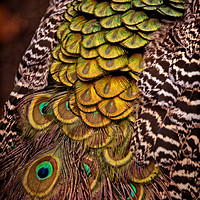 Buy canvas prints of Peacock Tail Feathers by rawshutterbug 
