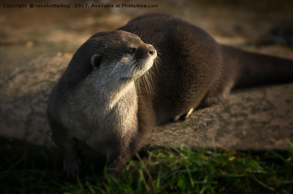 Otter Looking Into The Sunshine Picture Board by rawshutterbug 