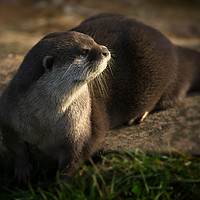 Buy canvas prints of Otter Looking Into The Sunshine by rawshutterbug 