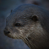 Buy canvas prints of Small Clawed Otter by rawshutterbug 