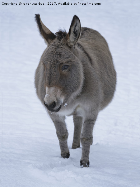 Donkey In The Snow Picture Board by rawshutterbug 