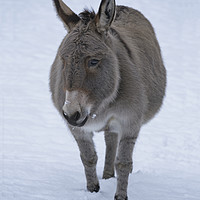 Buy canvas prints of Donkey In The Snow by rawshutterbug 