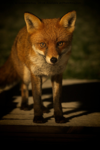 The Wild Red Fox Picture Board by rawshutterbug 