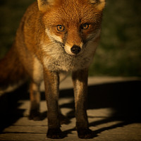 Buy canvas prints of The Wild Red Fox by rawshutterbug 