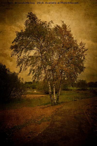 A Single Birch Tree Picture Board by rawshutterbug 