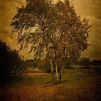 Buy canvas prints of A Single Birch Tree by rawshutterbug 