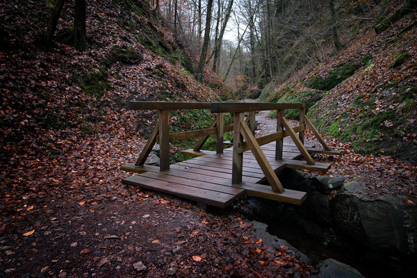 On The Way To The Drachschlucht Gorge Picture Board by rawshutterbug 