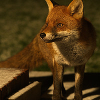 Buy canvas prints of The Wild Red Fox by rawshutterbug 