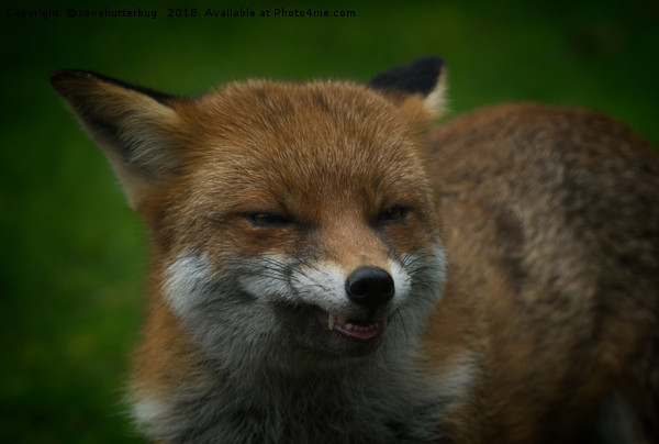 Wild Red Fox Showing Its Teeth Picture Board by rawshutterbug 