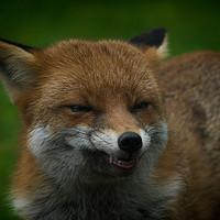 Buy canvas prints of Wild Red Fox Showing Its Teeth by rawshutterbug 