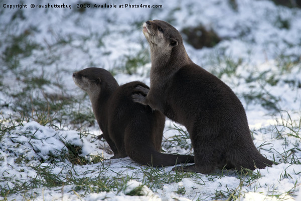 Otters In The Snow Picture Board by rawshutterbug 