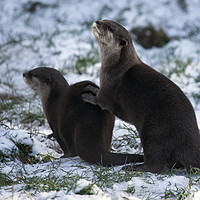 Buy canvas prints of Otters In The Snow by rawshutterbug 