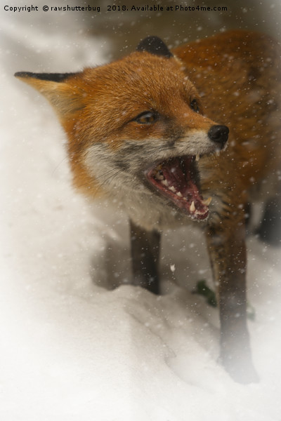 Wild Red Fox In The Snow Picture Board by rawshutterbug 