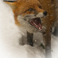 Buy canvas prints of Wild Red Fox In The Snow by rawshutterbug 