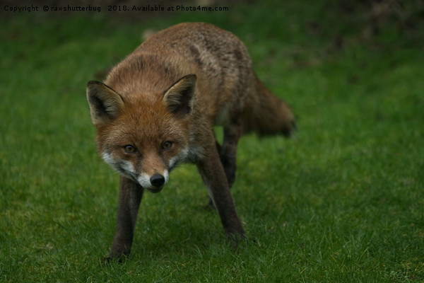 Wild Red Fox Picture Board by rawshutterbug 