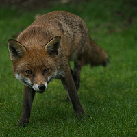 Buy canvas prints of Wild Red Fox by rawshutterbug 