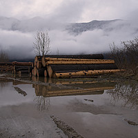 Buy canvas prints of Misty Mountain Timber Logs by rawshutterbug 