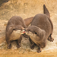 Buy canvas prints of Kissing Otters by rawshutterbug 
