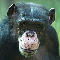 Buy canvas prints of Rosie The Chimpanzee by rawshutterbug 