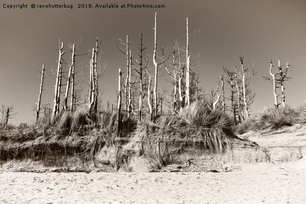 Dead Trees On The Beach Picture Board by rawshutterbug 