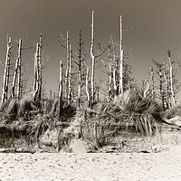 Buy canvas prints of Dead Trees On The Beach by rawshutterbug 