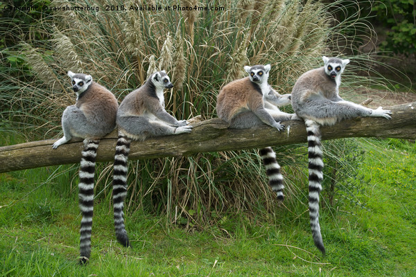 Ring Tail Lemurs Picture Board by rawshutterbug 